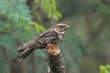 Sample 3 – Nightjar