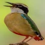 Sample 2 – Indian pitta