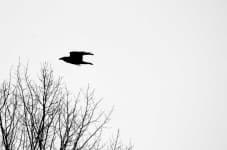 Sample of Raven
