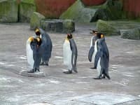Sample 4 – King penguin