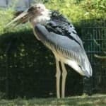 Sample 4 – Marabou stork