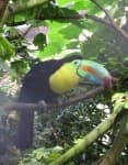 Sample 6 – Toucan