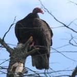 Sample 2 – Turkey vulture