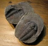 Sample 3 – Trilobite