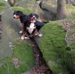 Sample 4 – Entlebucher