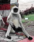Sample 6 – Langur