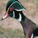 Sample 1 – Wood duck