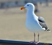 Sample 5 – Seagull