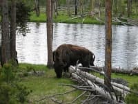 Sample 1 – Bison