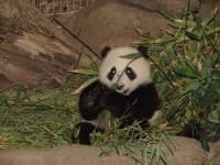 Sample 2 – Giant panda