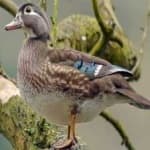 Sample 2 – Wood duck