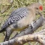 Sample 4 – Gila woodpecker