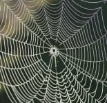 Sample 4 – Cobwebbed