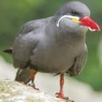 Sample 6 – Inca tern