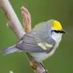 Sample 6 – Gold wing warbler