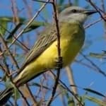 Sample 1 – Couchs kingbird