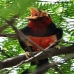 Sample 5 – Bearded barbet