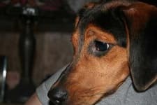 Sample 1 – Black and tan coonhound