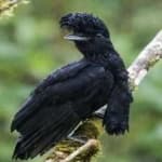 Sample 4 – Umbrella bird