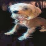 Sample 3 – Chinese crested