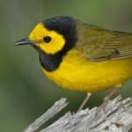Sample 4 – Warbler