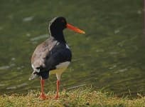 Sample 2 – Oystercatcher