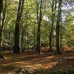 Sample 2 – Forest