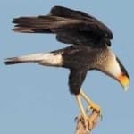 Sample 1 – Crested caracara