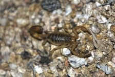 Sample 3 – Scorpion