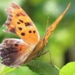 Sample 15 – Mark butterfly