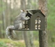 Sample 2 – Squirrel