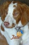 Sample 1 – Brittany spaniel