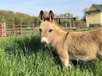 Sample 1 – Donkey