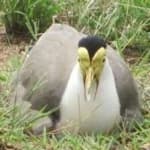 Sample 1 – Masked lapwing