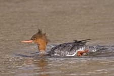 Sample 2 – Red breasted merganser