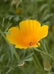 Sample 2 – Californian poppy