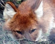 Sample 1 – Dhole