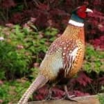 Sample 1 – Ring necked pheasant