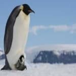 Sample 5 – Emperor penguin