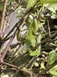 Sample 1 – African chameleon