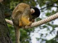 Sample 2 – Squirrel monkey
