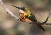 Sample 1 – Jacamar