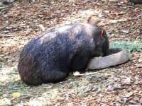 Sample 1 – Wombat