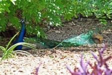 Sample 3 – Peacock