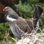 Sample 5 – Blue grouse