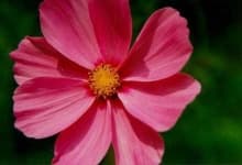 Sample 4 – Mexican aster
