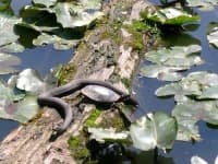 Sample 4 – Water snake