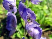 Sample 3 – Monkshood