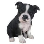 Sample 4 – Boston terrier