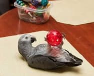Sample 3 – African grey